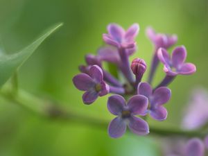 Preview wallpaper lilacs, grass, reflections, petals