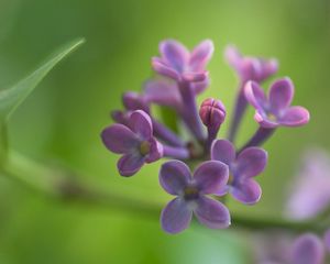 Preview wallpaper lilacs, grass, reflections, petals