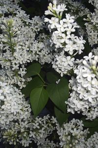 Preview wallpaper lilacs, twigs, flower, white, spring