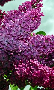 Preview wallpaper lilacs, twigs, flower, sky, spring