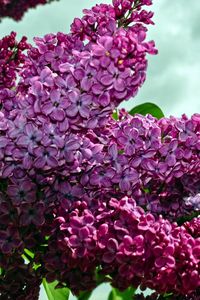 Preview wallpaper lilacs, twigs, flower, sky, spring