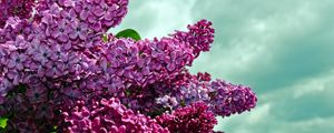 Preview wallpaper lilacs, twigs, flower, sky, spring