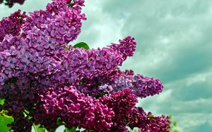 Preview wallpaper lilacs, twigs, flower, sky, spring