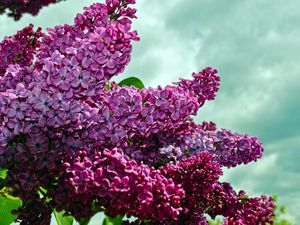Preview wallpaper lilacs, twigs, flower, sky, spring