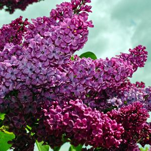 Preview wallpaper lilacs, twigs, flower, sky, spring