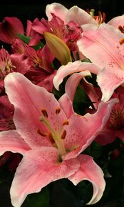 Preview wallpaper lilies, alstroemeria, flowers, bouquet