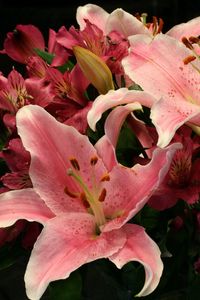 Preview wallpaper lilies, alstroemeria, flowers, bouquet