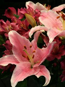 Preview wallpaper lilies, alstroemeria, flowers, bouquet