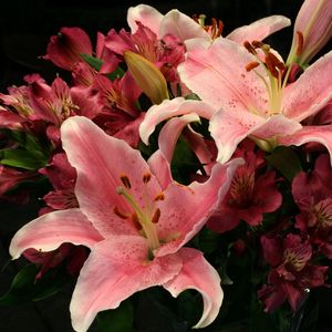 Preview wallpaper lilies, alstroemeria, flowers, bouquet