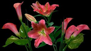 Preview wallpaper lilies, calla lilies, flowers, bunch, black background