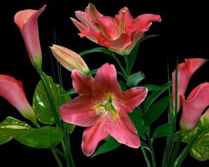 Preview wallpaper lilies, calla lilies, flowers, bunch, black background