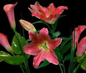 Preview wallpaper lilies, calla lilies, flowers, bunch, black background