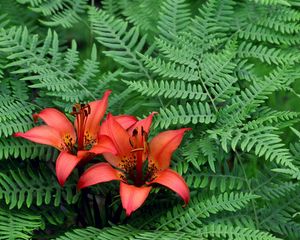 Preview wallpaper lilies, ferns, herbs, stamens