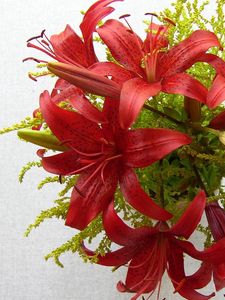 Preview wallpaper lilies, flowers, bouquet, stamen, close-up