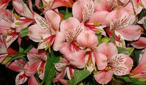 Preview wallpaper lilies, flowers, bouquet, delicate, stamens