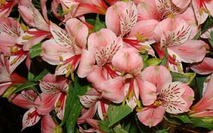 Preview wallpaper lilies, flowers, bouquet, delicate, stamens