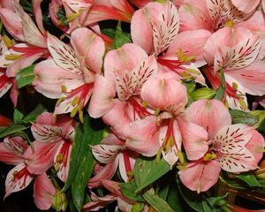 Preview wallpaper lilies, flowers, bouquet, delicate, stamens