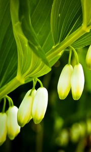 Preview wallpaper lilies, flowers, branches, leaves