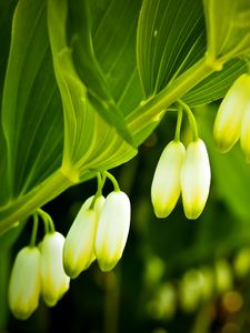 Preview wallpaper lilies, flowers, branches, leaves