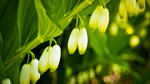 Preview wallpaper lilies, flowers, branches, leaves