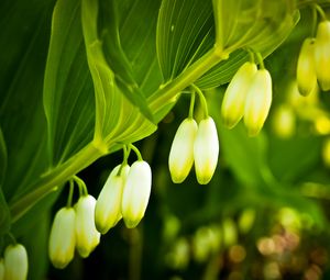 Preview wallpaper lilies, flowers, branches, leaves