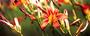 Preview wallpaper lilies, flowers, bright, red