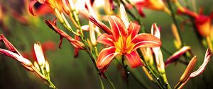 Preview wallpaper lilies, flowers, bright, red