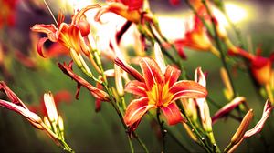 Preview wallpaper lilies, flowers, bright, red