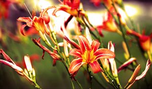 Preview wallpaper lilies, flowers, bright, red
