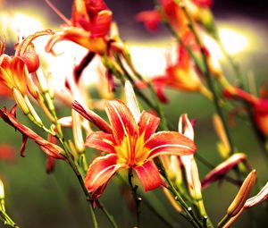 Preview wallpaper lilies, flowers, bright, red