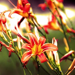 Preview wallpaper lilies, flowers, bright, red