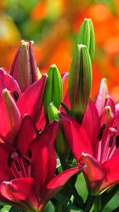 Preview wallpaper lilies, flowers, buds, stamens, sunny, close-up