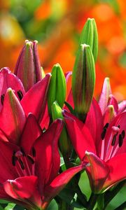 Preview wallpaper lilies, flowers, buds, stamens, sunny, close-up