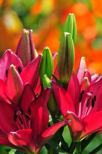 Preview wallpaper lilies, flowers, buds, stamens, sunny, close-up