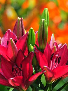 Preview wallpaper lilies, flowers, buds, stamens, sunny, close-up