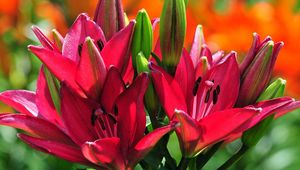 Preview wallpaper lilies, flowers, buds, stamens, sunny, close-up