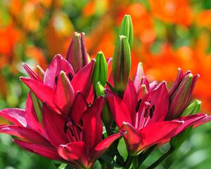 Preview wallpaper lilies, flowers, buds, stamens, sunny, close-up