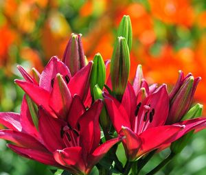 Preview wallpaper lilies, flowers, buds, stamens, sunny, close-up