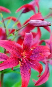 Preview wallpaper lilies, flowers, colorful, spotted, stamens, green