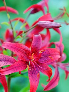 Preview wallpaper lilies, flowers, colorful, spotted, stamens, green