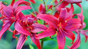 Preview wallpaper lilies, flowers, colorful, spotted, stamens, green