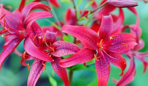Preview wallpaper lilies, flowers, colorful, spotted, stamens, green