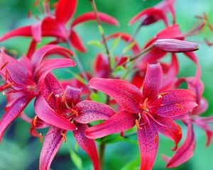 Preview wallpaper lilies, flowers, colorful, spotted, stamens, green