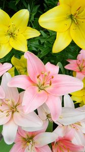 Preview wallpaper lilies, flowers, colorful, flowerbed, beautifully
