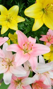 Preview wallpaper lilies, flowers, colorful, flowerbed, beautifully