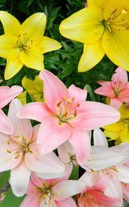 Preview wallpaper lilies, flowers, colorful, flowerbed, beautifully