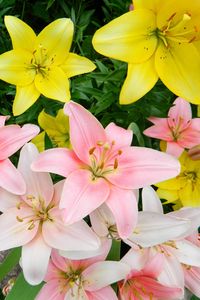 Preview wallpaper lilies, flowers, colorful, flowerbed, beautifully