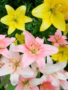 Preview wallpaper lilies, flowers, colorful, flowerbed, beautifully