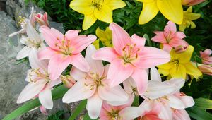 Preview wallpaper lilies, flowers, colorful, flowerbed, beautifully