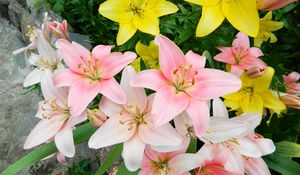 Preview wallpaper lilies, flowers, colorful, flowerbed, beautifully